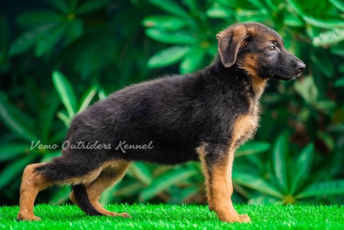DogsIndia.com - GSD - Vemo Outriders Kenne
