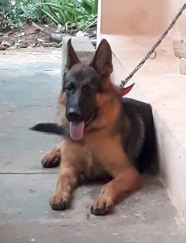 DogsIndia.com - GSD (German Shepherd Dog) - Wolfcastle