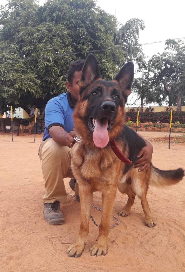 DogsIndia.com - GSD - Naresh