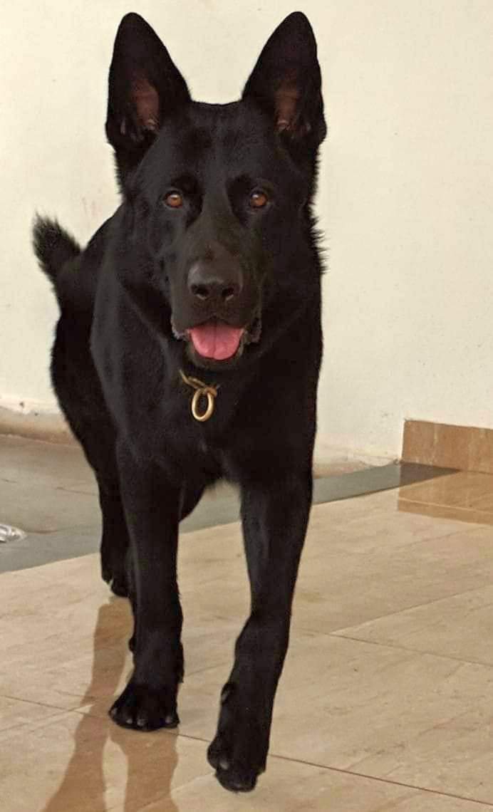 DogsIndia.com - Working GSDs - Meena Kennel