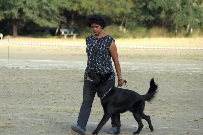 DogsIndia.com - Working GSDs - Meena Kennel