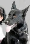 DogsIndia.com - Working GSDs - Meena Kennel