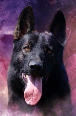 DogsIndia.com - Working GSDs - Meena Kennel