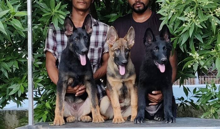 DogsIndia.com - Working GSDs - Meena Kennel