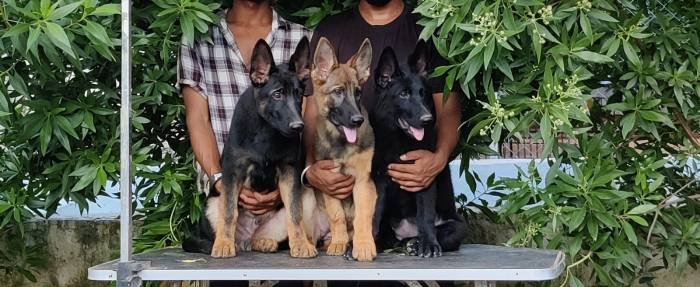 DogsIndia.com - Working GSDs - Meena Kennel