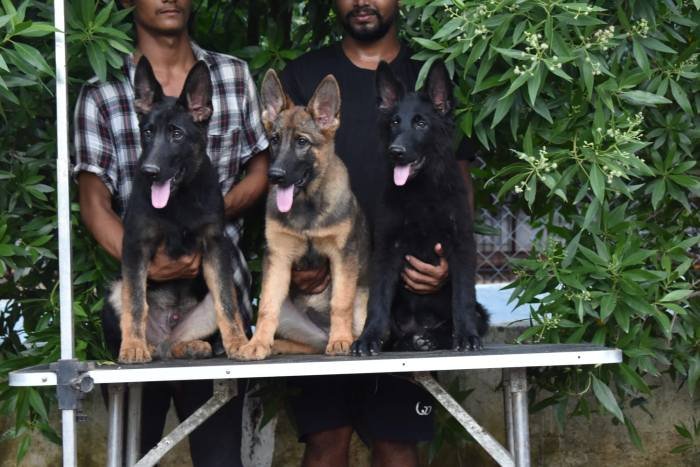 DogsIndia.com - Working GSDs - Meena Kennel