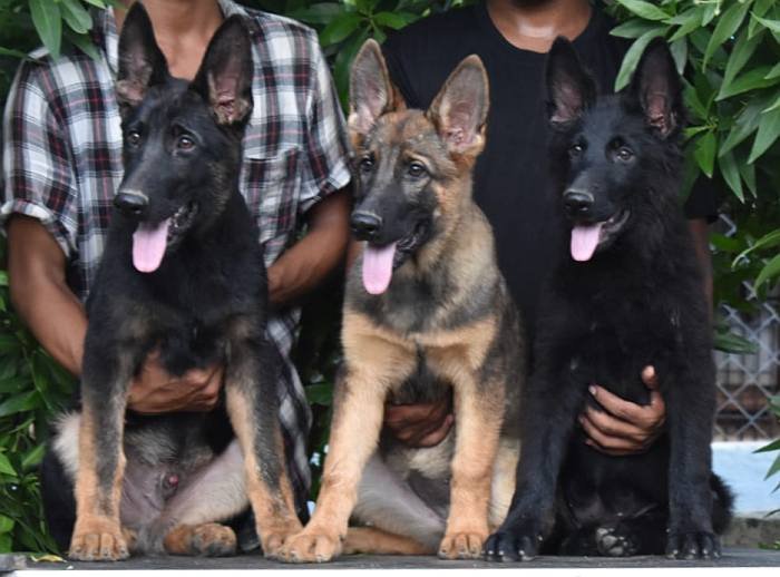 DogsIndia.com - Working GSDs - Meena Kennel