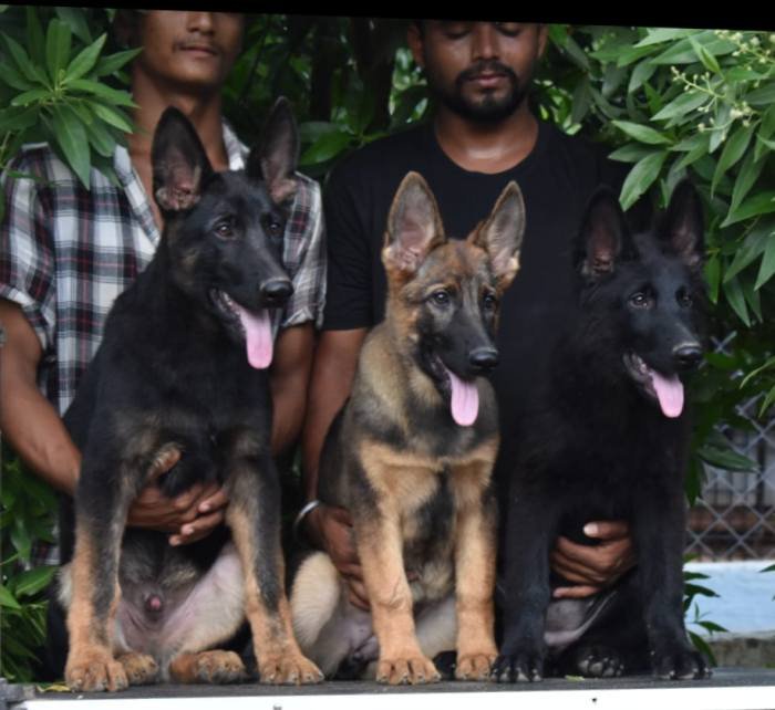 DogsIndia.com - Working GSDs - Meena Kennel