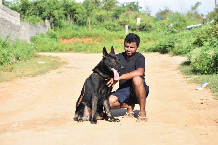 DogsIndia.com - Working GSDs - Meena Kennel