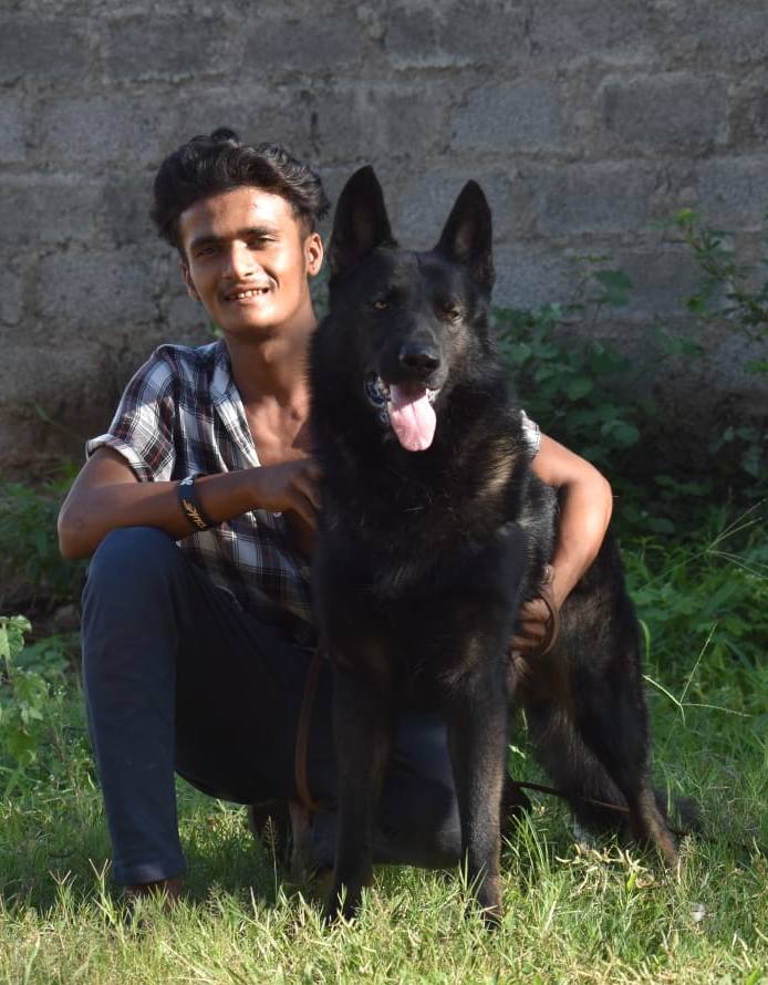 DogsIndia.com - Working GSDs - Meena Kennel