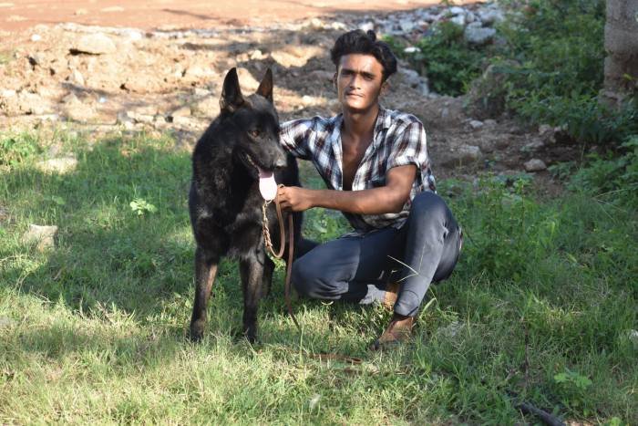 DogsIndia.com - Working GSDs - Meena Kennel