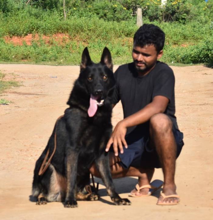 DogsIndia.com - Working GSDs - Meena Kennel