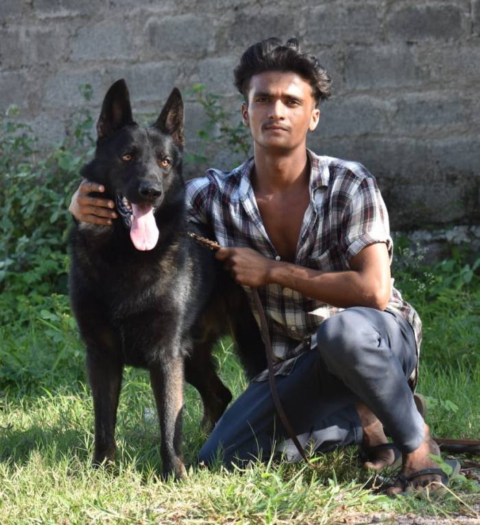 DogsIndia.com - Working GSDs - Meena Kennel