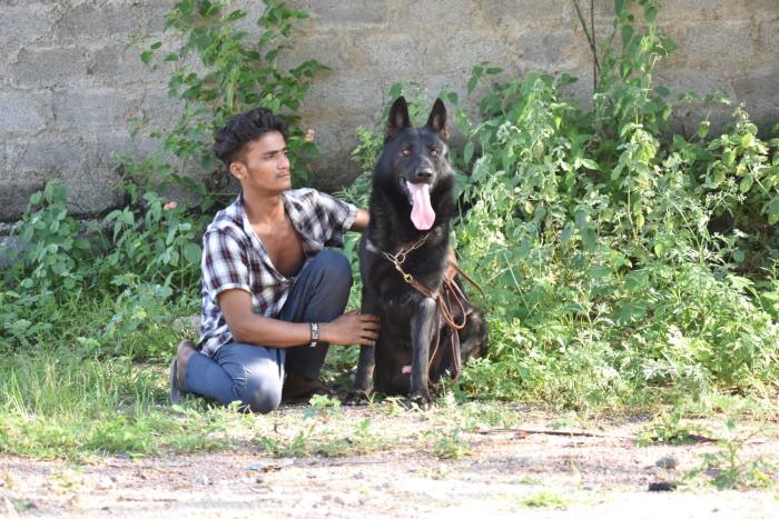 DogsIndia.com - Working GSDs - Meena Kennel