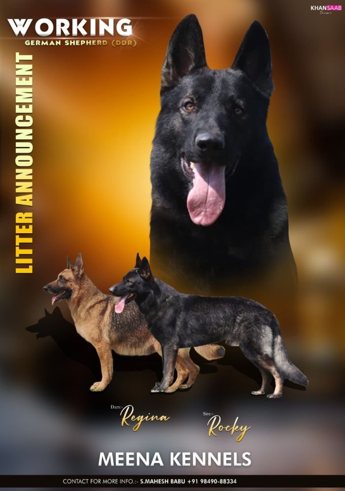 Working breed hot sale german shepherd