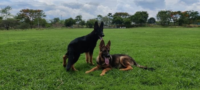 DogsIndia.com - Working GSDs - Meena Kennel