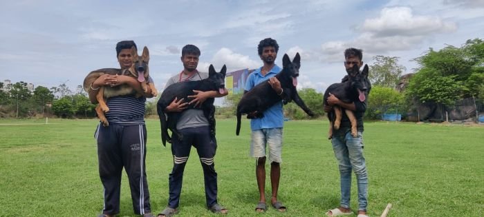 DogsIndia.com - Working GSDs - Meena Kennel