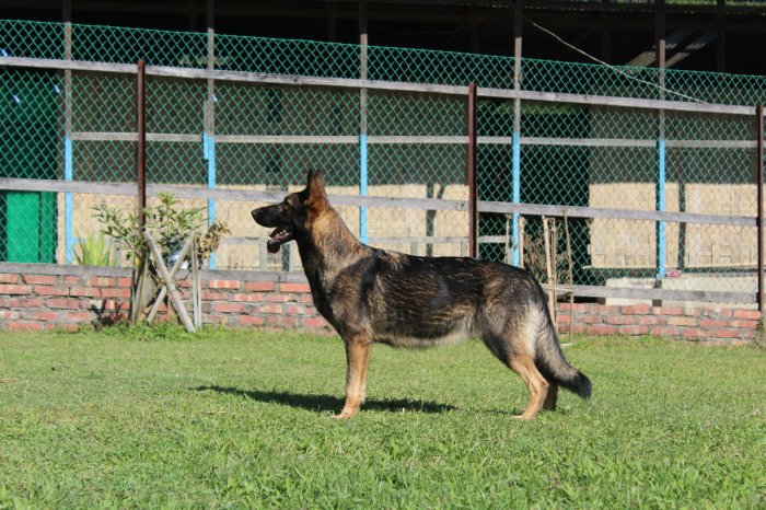 DogsIndia.com - Working GSDs - Meena Kennel