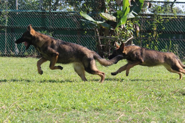 DogsIndia.com - Working GSDs - Meena Kennel