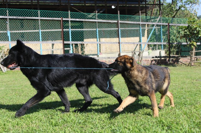 DogsIndia.com - Working GSDs - Meena Kennel