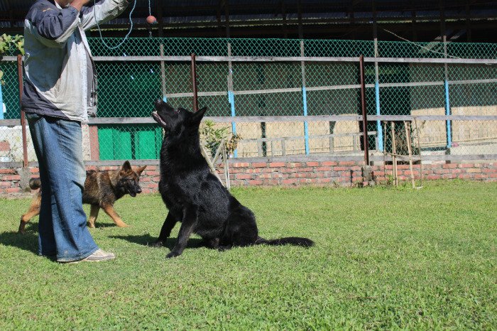 DogsIndia.com - Working GSDs - Meena Kennel