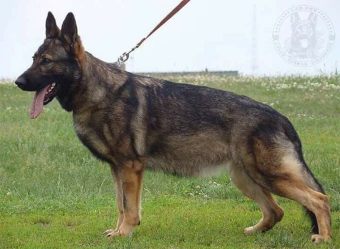 DogsIndia.com - Working GSDs - Meena Kennel