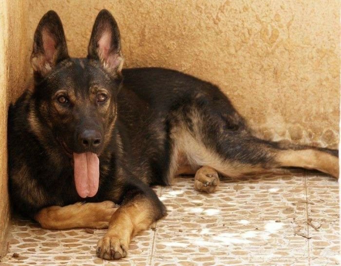 DogsIndia.com - Working GSDs - Meena Kennel