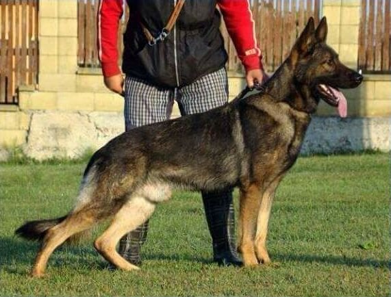 DogsIndia.com - Working GSDs - Meena Kennel