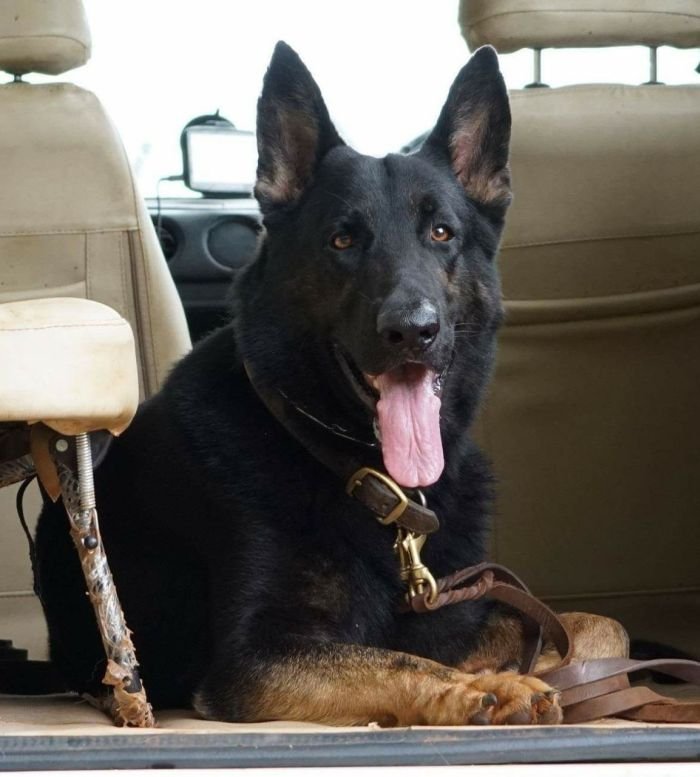DogsIndia.com - Working GSDs - Meena Kennel