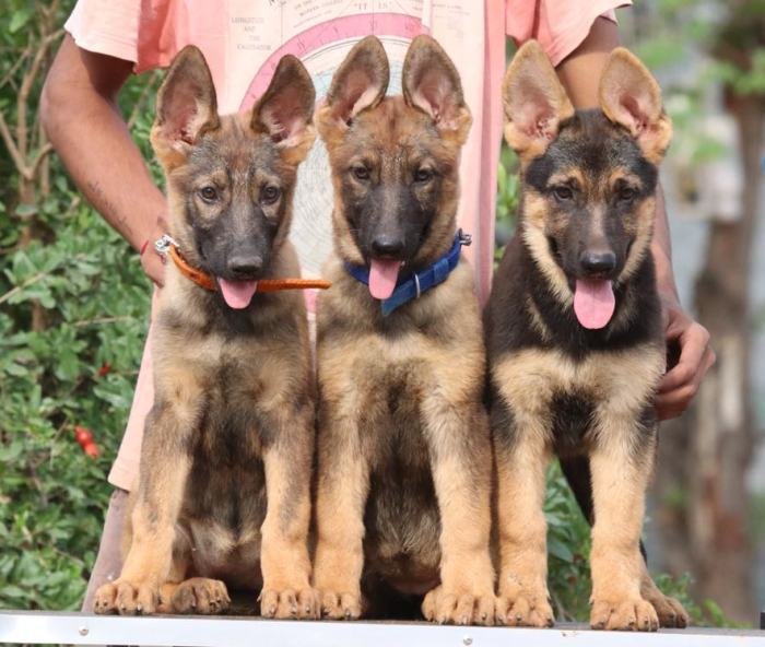 DogsIndia.com - Working GSDs - Meena Kennel