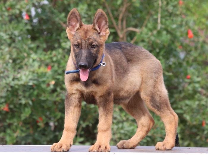 DogsIndia.com - Working GSDs - Meena Kennel