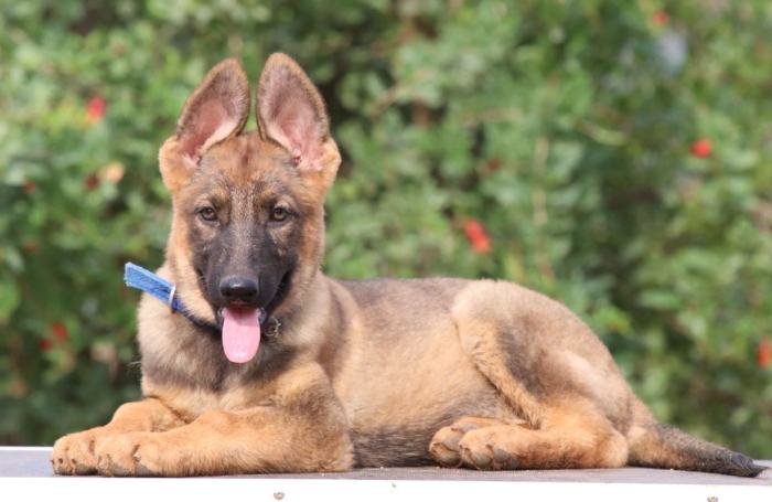 DogsIndia.com - Working GSDs - Meena Kennel