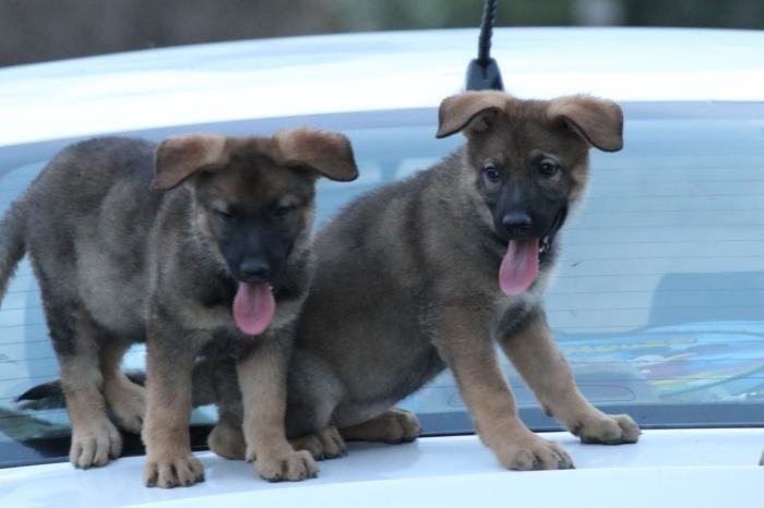 DogsIndia.com - Working GSDs - Meena Kennel