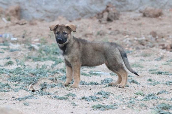 DogsIndia.com - Working GSDs - Meena Kennel