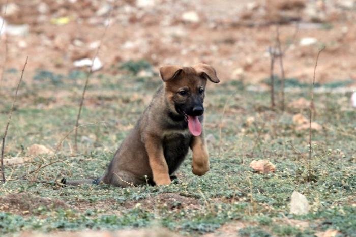 DogsIndia.com - Working GSDs - Meena Kennel