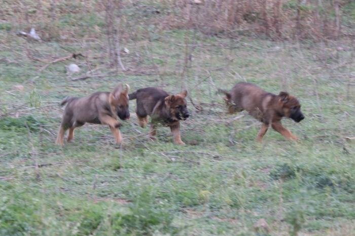 DogsIndia.com - Working GSDs - Meena Kennel