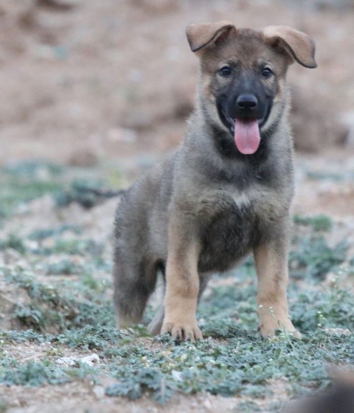 DogsIndia.com - Working GSDs - Meena Kennel