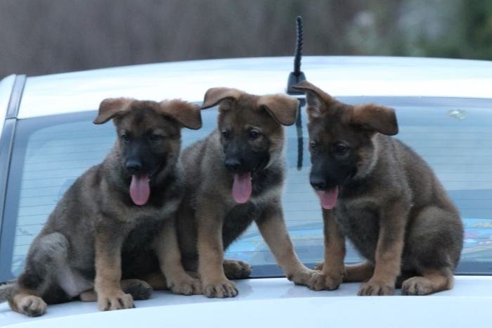 DogsIndia.com - Working GSDs - Meena Kennel