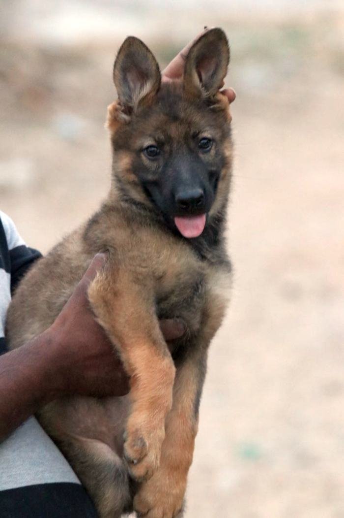 DogsIndia.com - Working GSDs - Meena Kennel