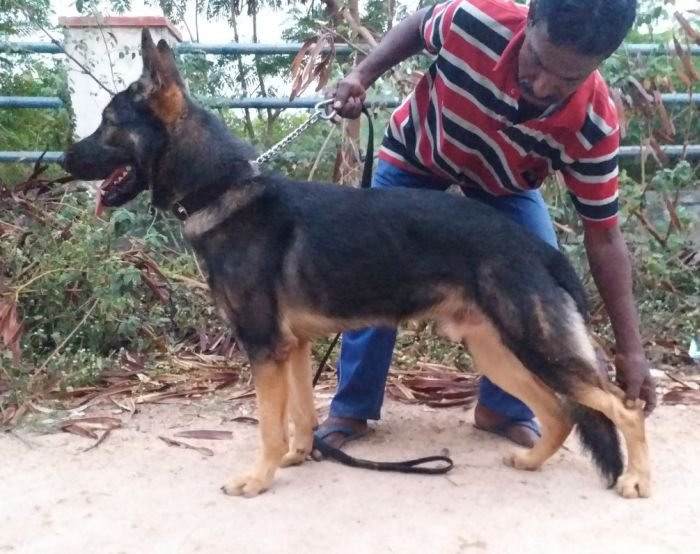 DogsIndia.com - Working GSDs - Meena Kennel