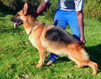 DogsIndia.com - German Shepherd Dog (GSD) - Yoyo Kennels