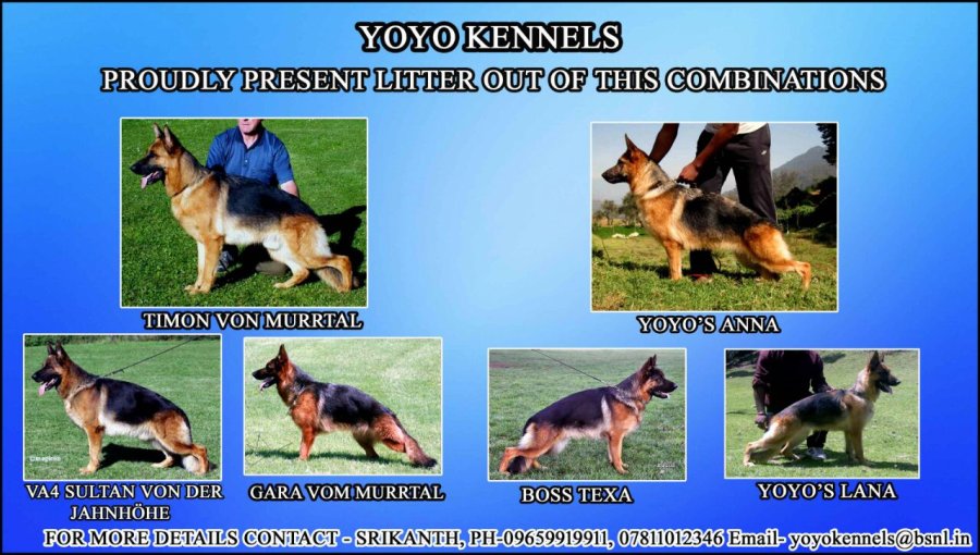 DogsIndia.com - German Shepherd (GSD) - Yoyo KennelsDogsIndia.com - German Shepherd (GSD) - Yoyo Kennels