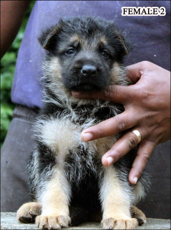 DogsIndia.com - German Shepherd (GSD) - Yoyo Kennels