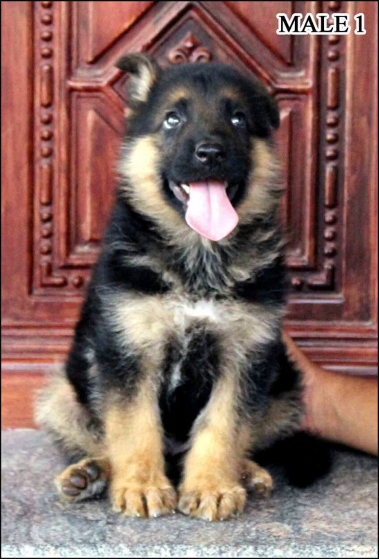 DogsIndia.com - German Shepherd (GSD) - Yoyo Kennels