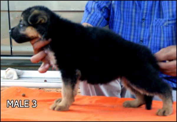 DogsIndia.com - German Shepherd Dog (GSD) - Yoyo Kennels