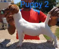 DogsIndia.com - Jack Russell Terrier - Antony