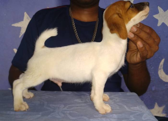 DogsIndia.com - Jack Russell Terrier - Antony