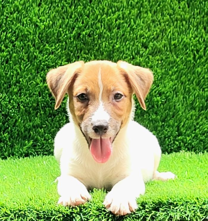 DogsIndia.com Jack Russell Terrier Crossfields
