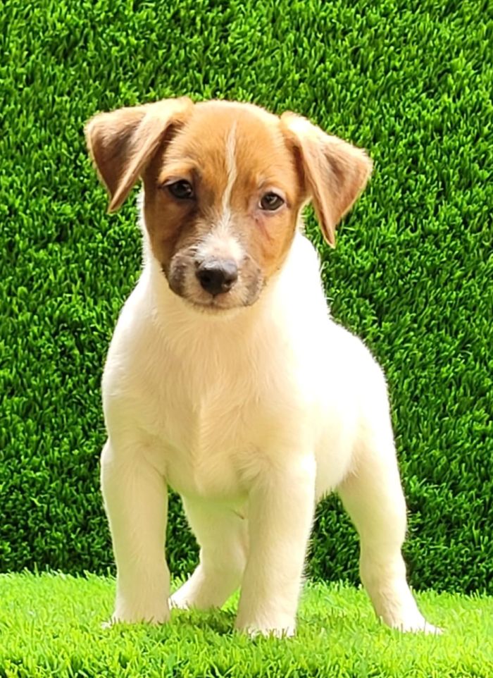 DogsIndia.com Jack Russell Terrier Crossfields