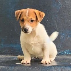 DogsIndia.com Jack Russell Terrier Crossfields